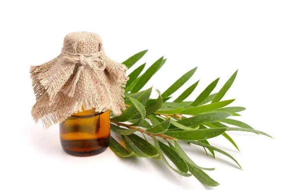 Quick acne elimination method! Tea tree essential oil spot application for 2 hours, inflammation subsides