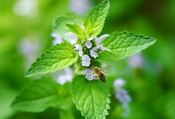 Women's skin care, the details depend on this set of processes, fast, accurate and ruthless!